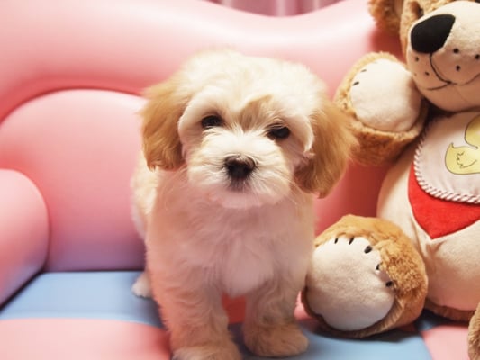 ハバニーズ ブリリアントハバニーズ 子犬