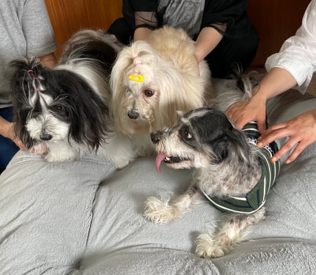 犬種：ハバニーズ　名前：ルーチェ、ルル、圭