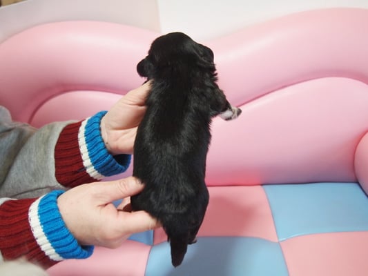 ハバニーズ ブリリアントハバニーズ 子犬