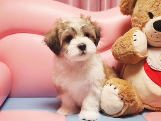 ハバニーズ ブリリアントハバニーズ 子犬