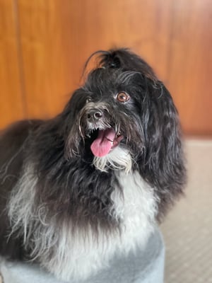 犬種：ハバニーズ　名前：チャモ