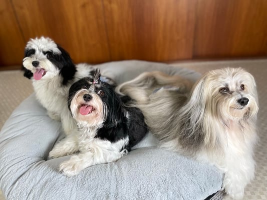 犬種：ハバニーズ　名前：ろく（左）、稀（中央）、仁（右）