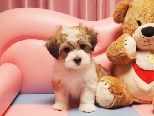 ハバニーズ ブリリアントハバニーズ 子犬