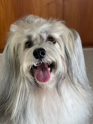 犬種：ハバニーズ　名前：仁