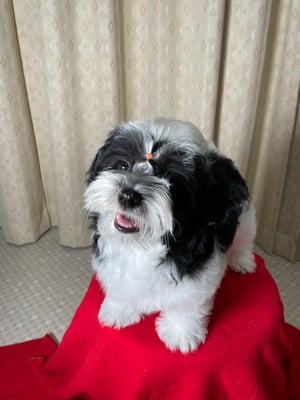 犬種：ハバニーズ　可愛い子犬　かわいい子犬　名前：ジャスティン　ブリリアントハバニーズ　