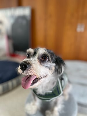 犬種：ハバニーズ　名前：圭