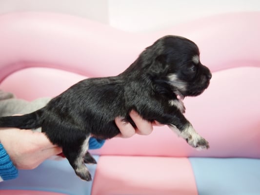 ハバニーズ ブリリアントハバニーズ 子犬