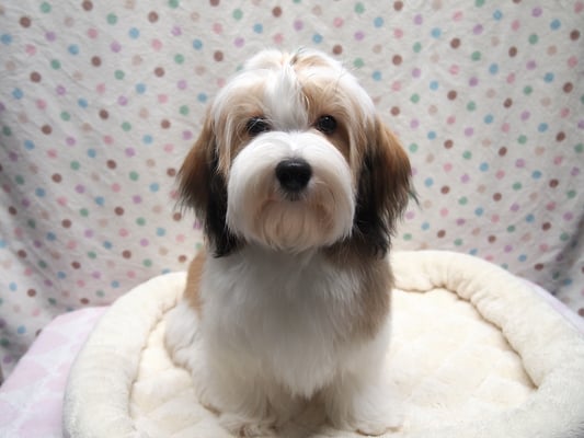 ハバニーズ ブリリアントハバニーズ 子犬