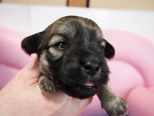 ハバニーズ ブリリアントハバニーズ 子犬