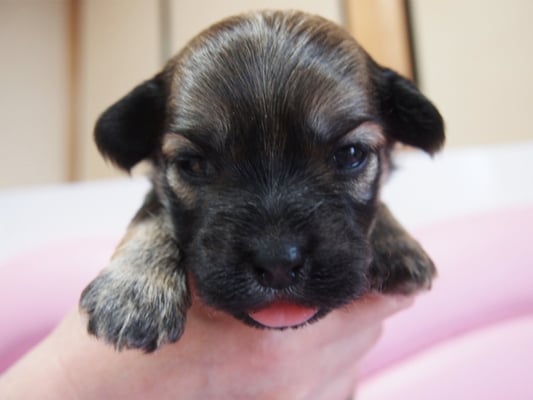 ハバニーズ ブリリアントハバニーズ 子犬