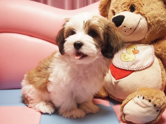 ハバニーズ ブリリアントハバニーズ 子犬