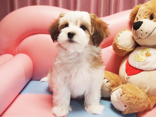 ハバニーズ ブリリアントハバニーズ 子犬