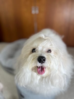 犬種：ハバニーズ　名前：アビー