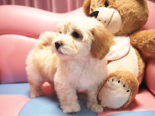 ハバニーズ ブリリアントハバニーズ 子犬