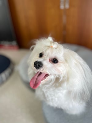 犬種：ハバニーズ　名前：のぞみ