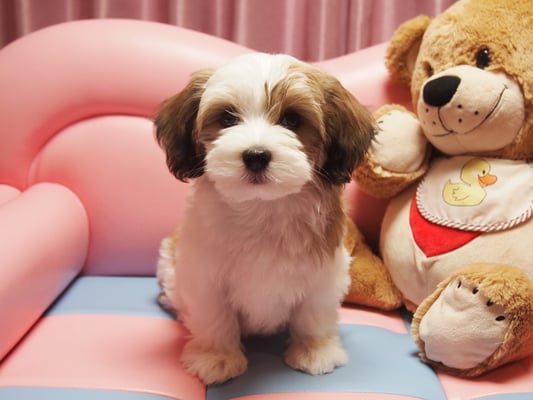 ハバニーズ ブリリアントハバニーズ 子犬