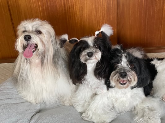 犬種：ハバニーズ　名前：仁（左）、シャンティ（中央）、クリスティ（右）