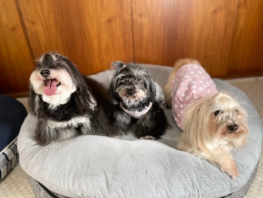 犬種：ハバニーズ　名前：展（左）、凪（中央）、仁（右）