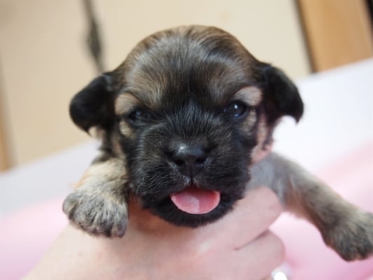 ハバニーズ ブリリアントハバニーズ 子犬