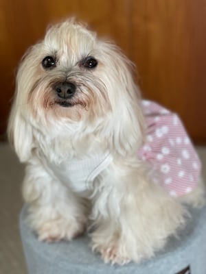 犬種：ハバニーズ　名前：