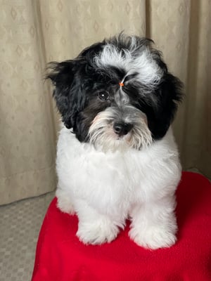 犬種：ハバニーズ　可愛い子犬　かわいい子犬　名前：音