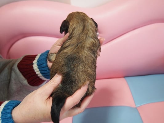 ハバニーズ ブリリアントハバニーズ 子犬