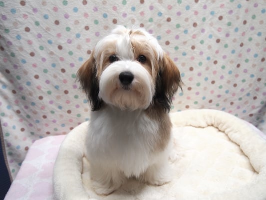 ハバニーズ ブリリアントハバニーズ 子犬