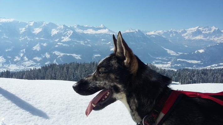 Schnee bis runter ins Tal, schöööön siehts aus!