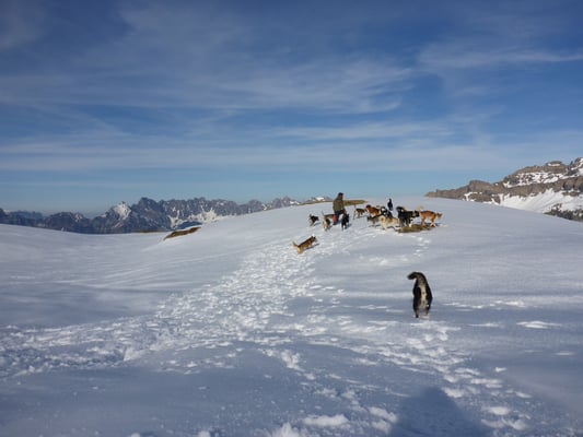 Spaziergang mit dem ganzen Rudel...