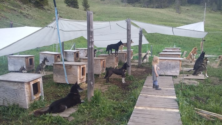 Auf der Alp, alle Blicke auf den Wanderweg, wer kommt den da zu besuch?