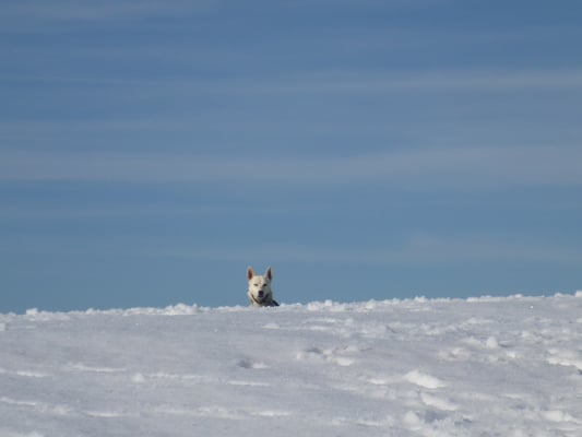Was macht denn Timber da?