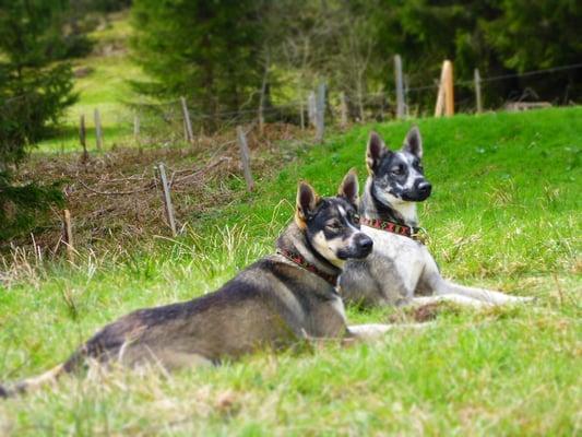 Geschwisterliebe - Alta und Roros