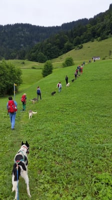 Huskytrekking im Kinderferienlager bei Huskystuff im Toggenburg!