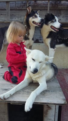 Und Zeit für Fellpflege, Taiga lässt sich gern von Alva kämmen.