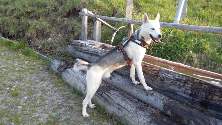 Timer darf mit auf eine Wanderung...