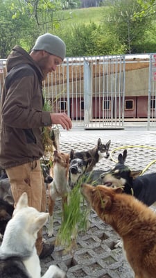 Die "Schafe" kriegen Gras... 