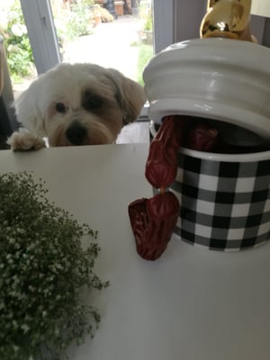 Tibet Terrier Cassandra 