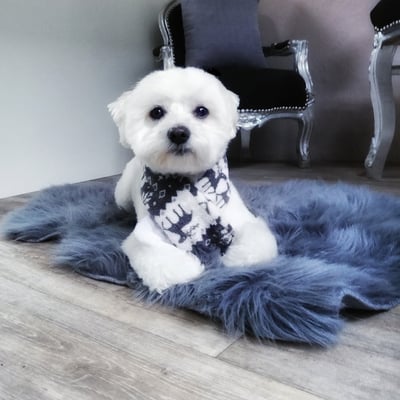 Bichon frise James bond