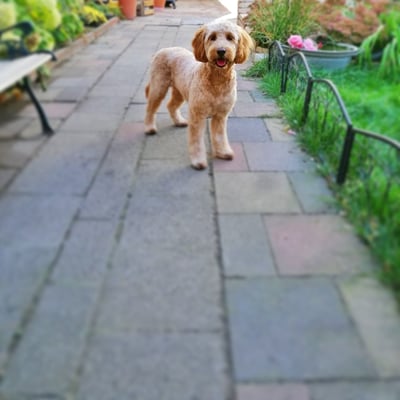 Golden doodle Lissy