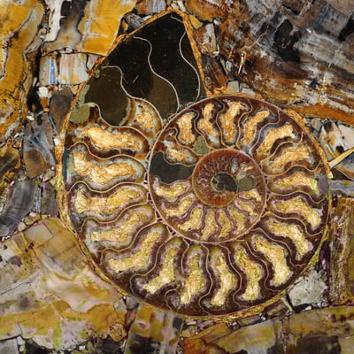 Petrified wood slab with giant ammonites traded by Maer Charme 