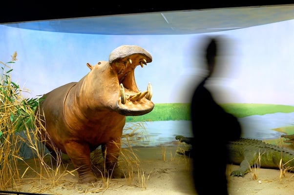 The Royal Museum of Central Africa in Tervuren (MRAC/KMMA) - © François Struzik - simply human 2009 - Belgium