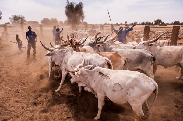 Dahra,  cow herders, SOS Faim - Djolof, Senegal © François Struzik - simply human 2017