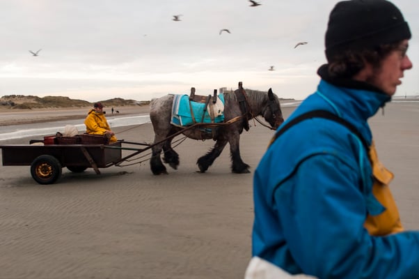Horseback shrimp fishermen of the North Sea - Belgium- © François Struzik - simply human 2009