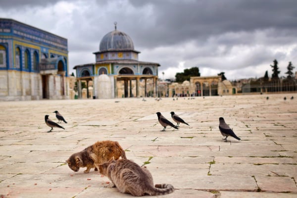 Esplanade des mosquées, Jerusalem © Olga Struzik Pränting, 2019