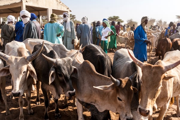 Dahra,  cow herders, SOS Faim - Djolof, Senegal © François Struzik - simply human 2017
