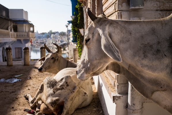 Pushkar, colourful Rajasthan - India  © François Struzik - simply human 2015