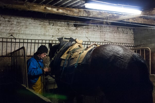 Horseback shrimp fishermen of the North Sea - Belgium- © François Struzik - simply human 2009