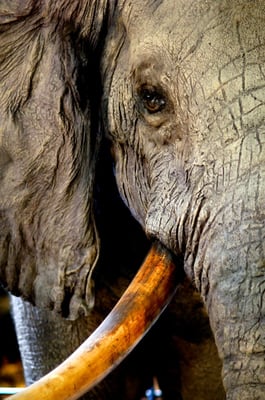 The Royal Museum of Central Africa in Tervuren (MRAC/KMMA) - © François Struzik - simply human 2009 - Belgium