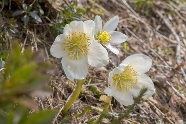 Alpen Anemone