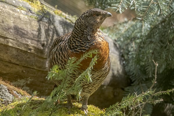 Unbeeindruckte Auerhenne